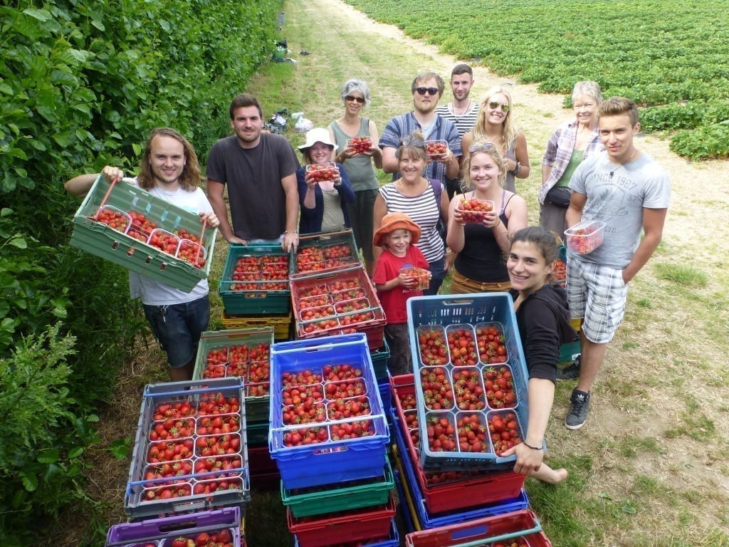 Without great Feedback volunteers these strawberries would have gone to waste.