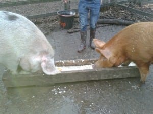These pigs are hard at work doing their bit to fight climate change.