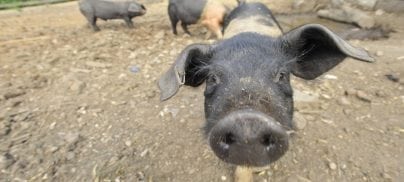 UK pig farmers support lifting the ban on feeding pigs with leftovers, while experts say safety concerns can be overcome