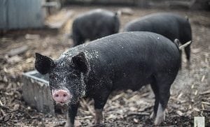 Wondering what you can feed your pigs? There’s now an app for that!