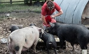 Expert panel concludes that feeding leftovers to pigs is safe
