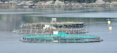 Foodrise welcomes new report challenging the aquaculture industry