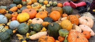 New report – how supermarkets drive food waste on UK farms