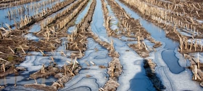Bad Energy? The truth about bioenergy crops