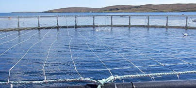 Wild fish stocks squandered to feed farmed salmon, study finds