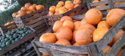 Foodrise responds to Defra’s new Resources and Waste Strategy