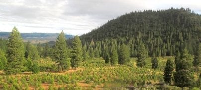 Move over meat, make way for trees