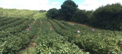 A Food Strategy for the UK?