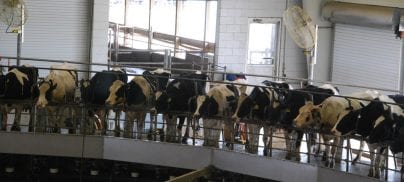 We need Less and Better Meat in the farm to fork strategy