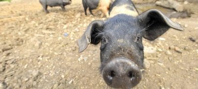 Can a sustainable diet include meat?