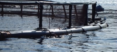 Press release: 310k tonnes of wild fish a year will be needed to feed Scottish salmon industry’s ambitions to double in size by 2030