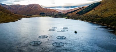 Caught out – ranking supermarkets aquaculture supply chains