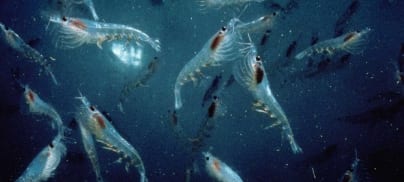 Fishy Business Campaign features in The Scotsman
