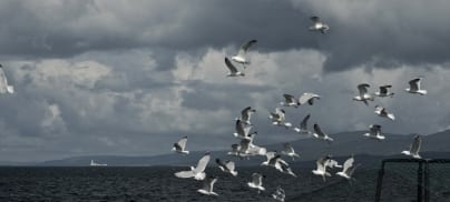 Fishy Business – Campaign Update