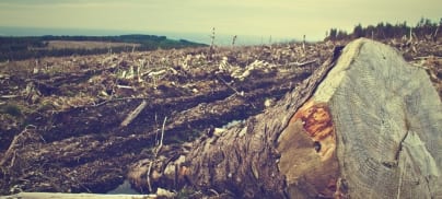 Deforestation – the route away