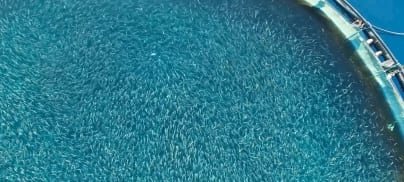 Swap salmon for sardines to keep 4 million tonnes of fish in the sea