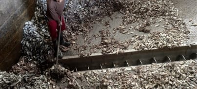 What does a farmed salmon eat? Lots of nutritious wild fish…