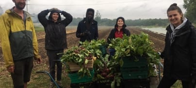 Reflections from working on Sutton Community Farm