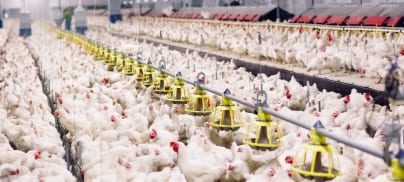 Big Livestock Corporate Interests Dominate United Nations Summit