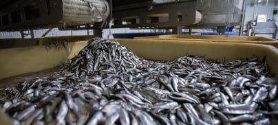 Sainsbury’s fails to live up to claims on sustainable aquaculture