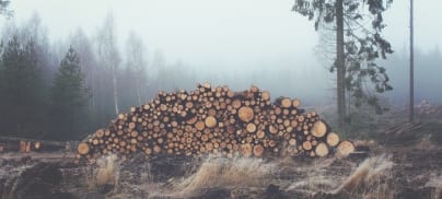 UK banks’ support for deforestation firms topped £900m last year