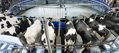UK councils investing millions in factory farming through their pension funds