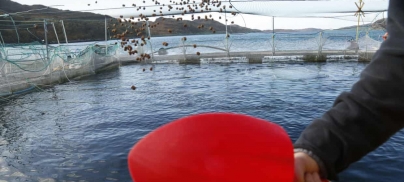 Wild fish stocks squandered to feed farmed salmon, study finds