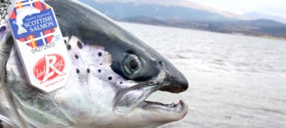NGO contacts UK gov’t in view of legal challenge over aquaculture regulation