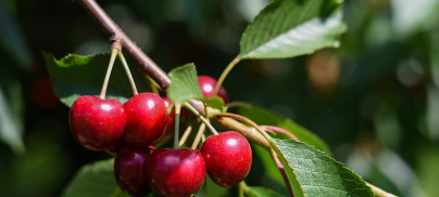 Work Experience: Work experience students reflect on their week at Foodrise