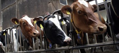 BusinessGreen – Emissions from top meat and dairy companies rival those of Saudi Arabia