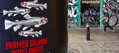 ‘Off The Hook’? – Foodrise’s Response to Wagamama’s Feeble Answers on Farmed Salmon