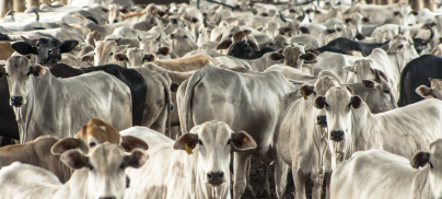 New livestock research coming up, funded by Tiny Beam