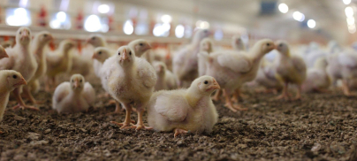 The Grocer – Cranswick insists ‘megafarm’ plans meet all green requirements