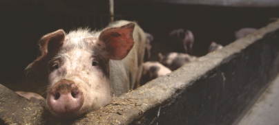 Proactive – Cranswick shares drop as environmental scandal erupts over Norfolk megafarms