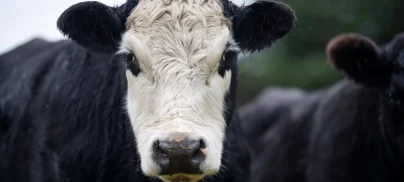 Submission to EAC inquiry on air pollution in the UK