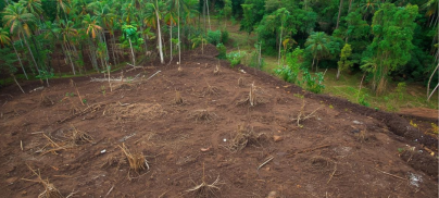 From the Amazon to the Atlantic – the hidden link between salmon and soy