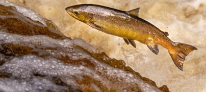 Green Alliance – Four reasons why land-based salmon factory farms should be banned