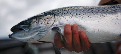 Taxpayer grants to wealthy salmon multinationals quadruple in two years with £5.5m total bill