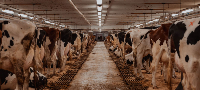 Press release – EU spends hundreds of times more subsidies on high-emissions beef and dairy than legumes and nuts