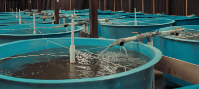 Big win: factory fish farm stopped!